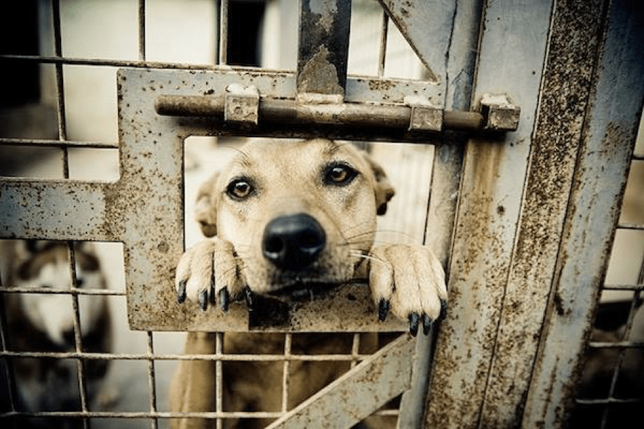 Canile o Allevamento?